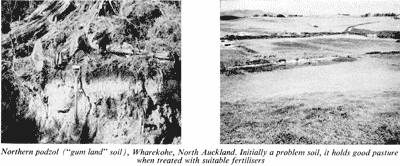 Norhern podzol ("gum land" soil), Wharekohe, North Auckland