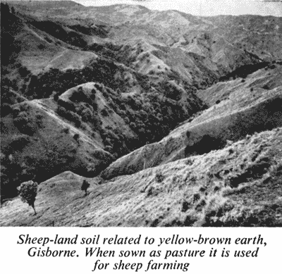 Gisborne landscape