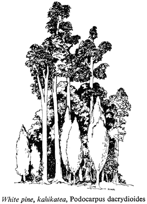 White pine, kahikatea, Podocarpus dacrydioides