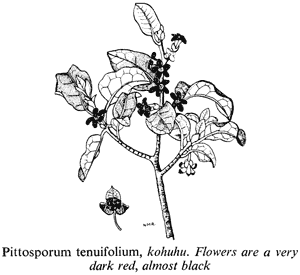 Pittosporum tenuifolium, kohuhu. Flowers are a very dark red, almost black