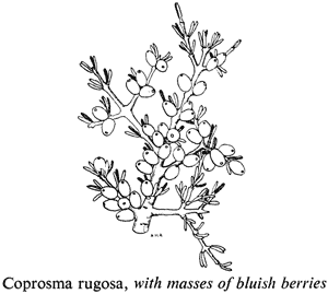 Coprosma rugosa, with masses of bluish berries