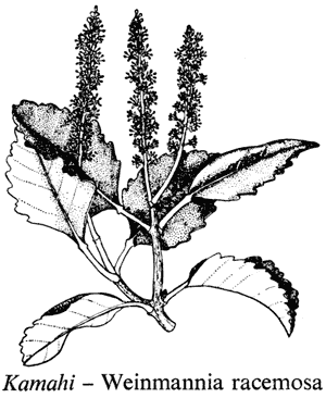 Kamahi – Weinmannia racemosa