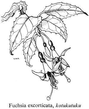 Fuchsia excorticata, kotukutuku