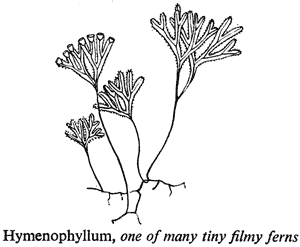 Hymenophyllum, one of many tiny filmy ferns