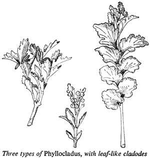 Three types of Phyllocladus, with leaf-like cladodes