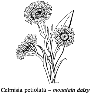 Celmisia petiolata – mountain daisy