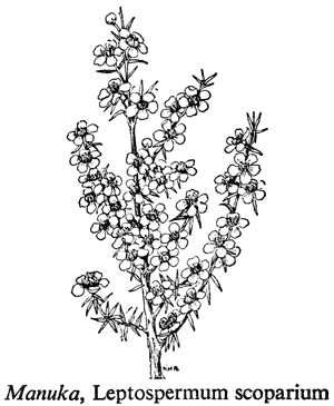 Manuka, Leptospermum scoparium