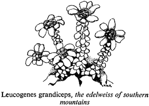 Leucogenes grandiceps, the edelweiss of southern mountains