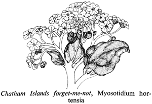 Chatham Islands forget-me-not, Myosotidium hortensia