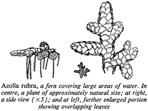 Azolla rubra, a fern covering large areas of water. In centre, a plant of approximately natural size; at right, a side view (×5); and at left, further enlarged portion showing overlapping leaves
