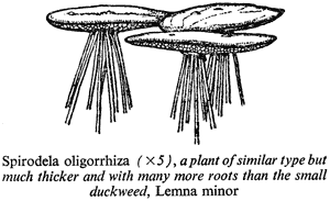 Spirodela oligorrhiza (×5), a plant of similar type but much thicker and with many more roots than the small duckweed, Lemna minor