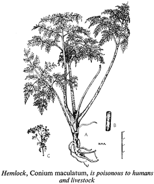 Hemlock, Conium maculatum, is poisonous to humans and livestock