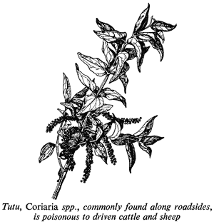 Tutu, Coriaria spp., commonly found along roadsides, is poisonous to driven cattle and sheep