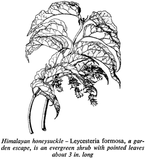 Himalayan honeysuckle – Leycesteria formosa, a garden escape, is an evergreen shrub with pointed leaves about 3 in. long