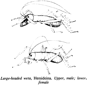 Large-headed weta, Hemideina. Upper, male; lower, female