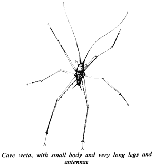 Cave weta, with small body and very long legs and antennae