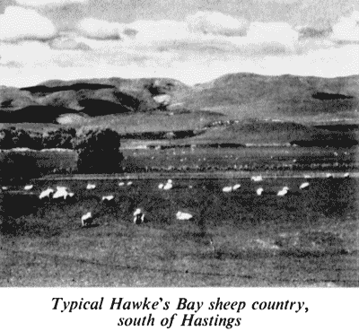 Typical Hawke's Bay sheep country, south of Hastings