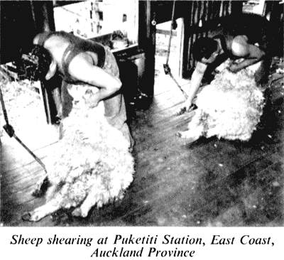 Sheep shearing at Puketiti Station, East Coast, Auckland Province