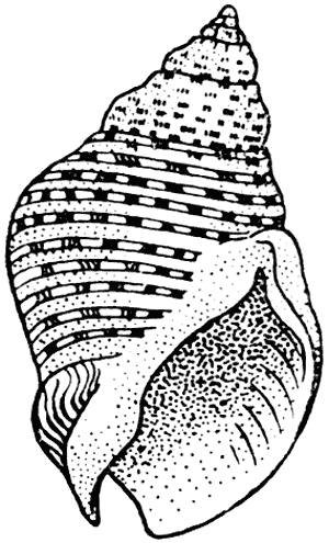 Speckled whelk, Cominella adspersa