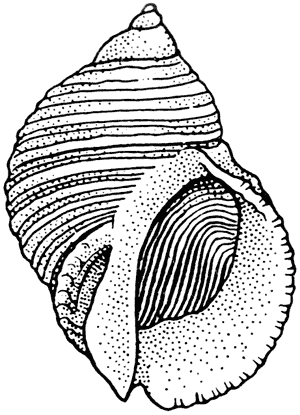White rock shell, Neothais scalaris