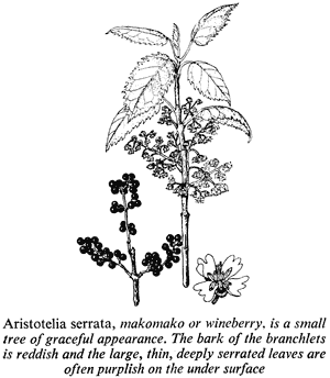 Aristotelia serrata, makomako or wineberry, is a small tree of graceful appearance. The bark of the branchlets is reddish and the large, thin, deeply serrated leaves are often purplish on the under surface