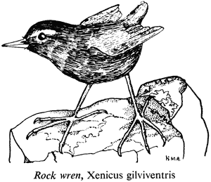 Rock wren, Xenicus gilviventris