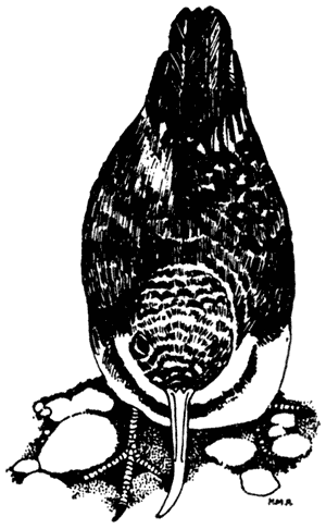 Wrybill, Anarhynchus frontalis