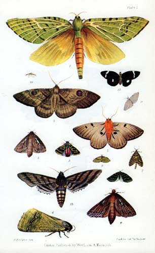 New Zealand moths