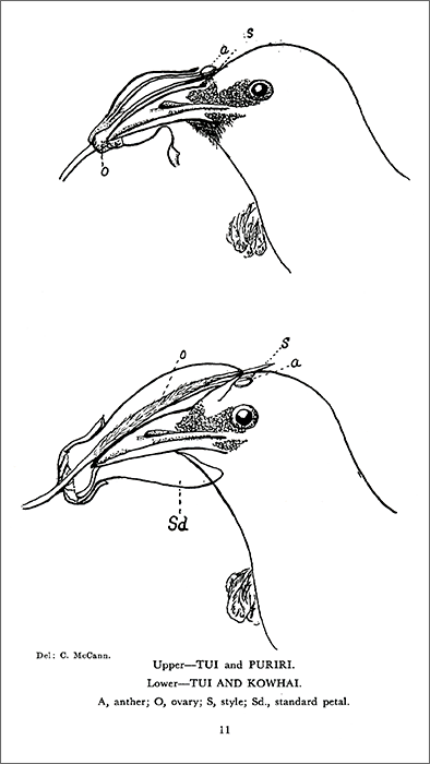 Tūī pollinating native flowers