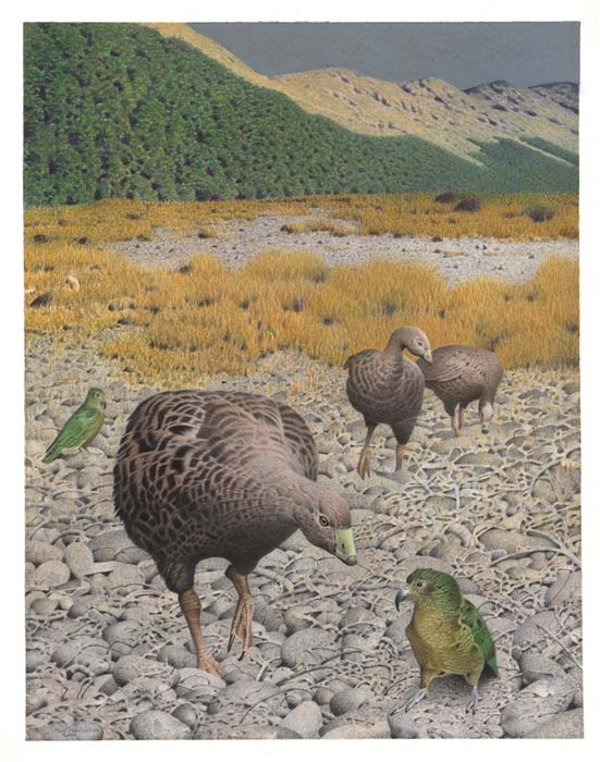 Extinctions – Te Ara Encyclopedia of New Zealand