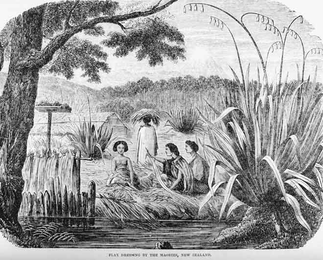 Māori women dressing flax