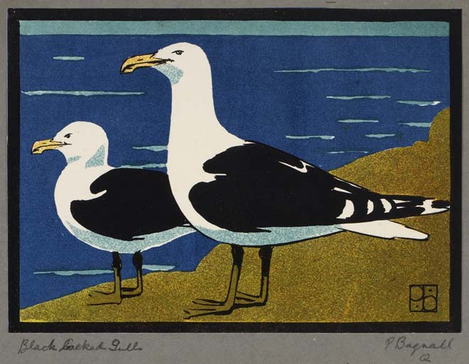 ‘Black-backed gulls’
