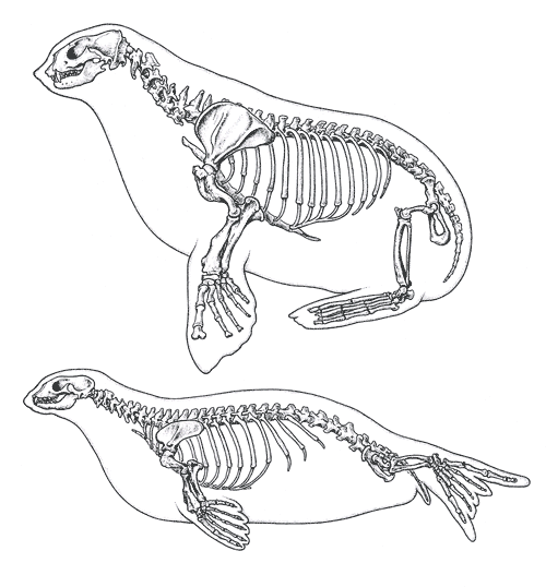 Two seal families