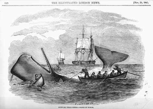 South-sea whaling