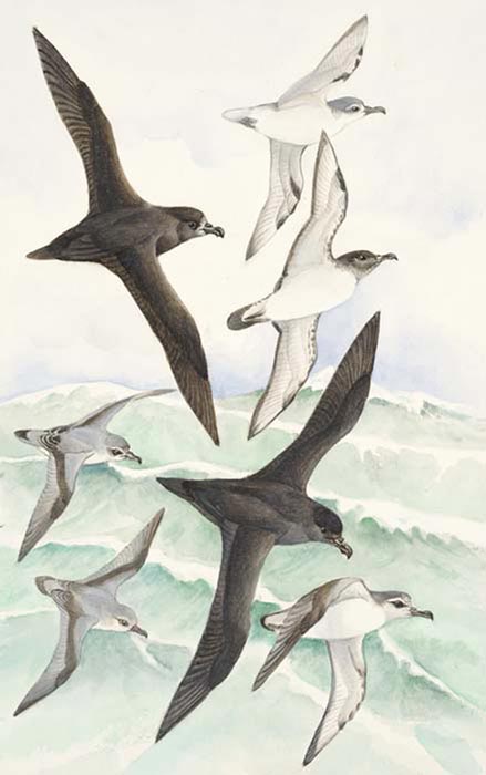 Petrel diversity