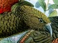 Kea and kākā colours