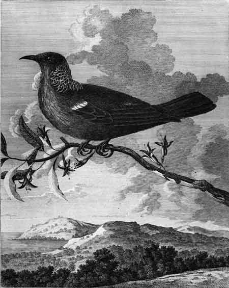 Polish engraving of a tūī