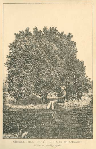 Orange tree, Whāngārei, 1880s 