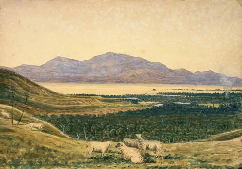 Sheep in the Wairarapa 