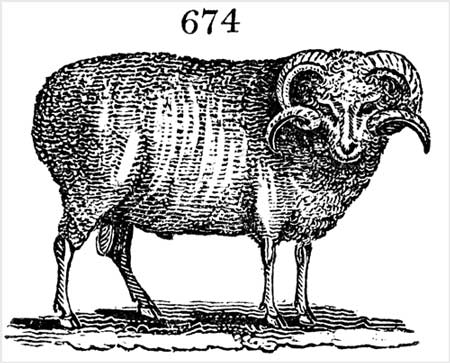 The Spanish or Merino ram