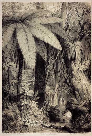 Māori use of the forest