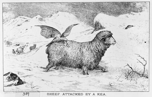 A kea’d sheep