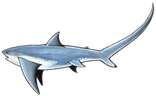 Thresher shark 