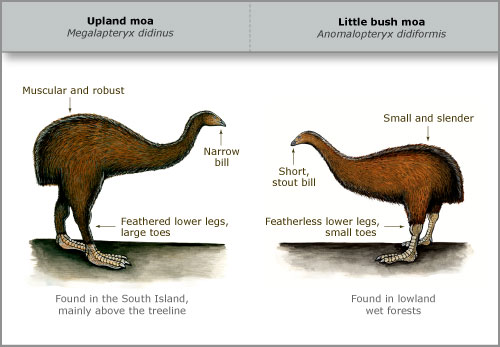 Two moa species