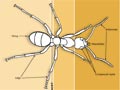 Parts of an ant