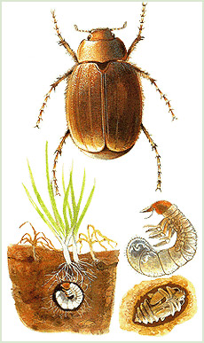 Grass grubs and beetle 