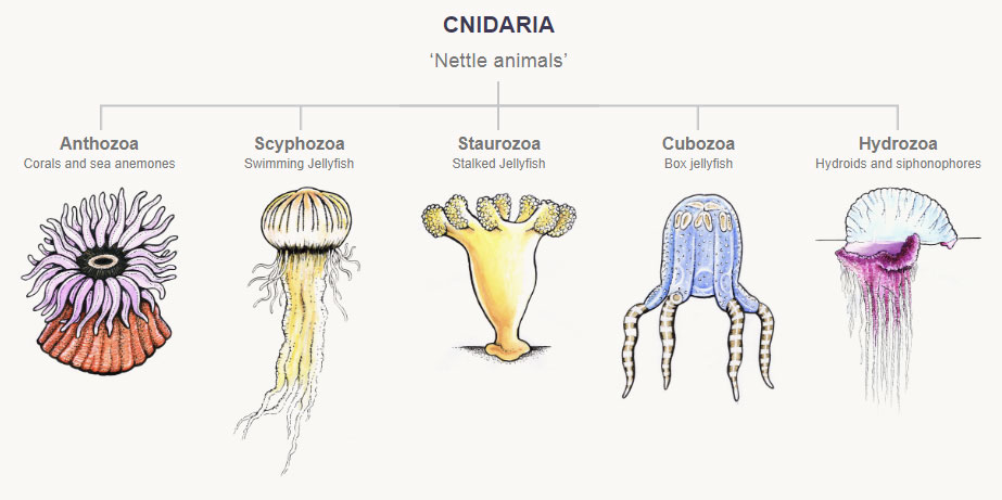 The five classes of cnidarians – Corals, anemones and jellyfish – Te