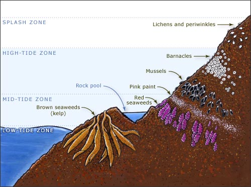 Zones of a rocky shore