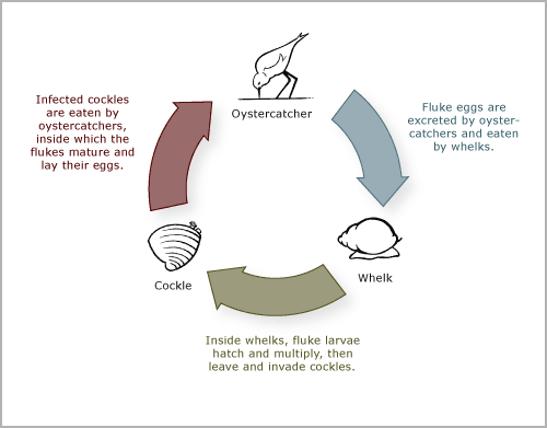 Flatworm life cycle