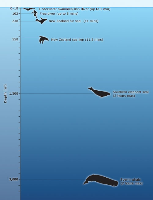 Ocean dive depths